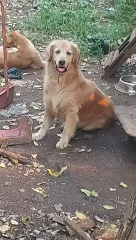 Golden retriever jantan