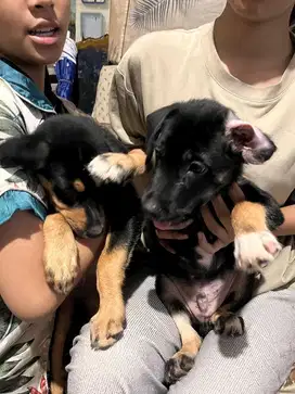 Open Adopsi Anak Anjing (puppy)