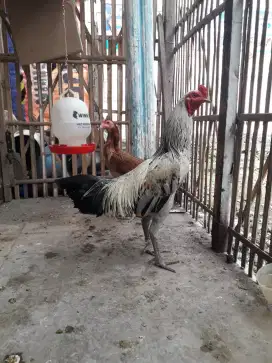 Doc ayam pama dan pamangon
