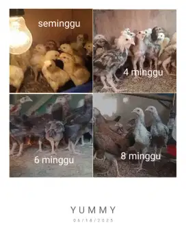 KUB 2 JAKANA BERBAGAI USIA