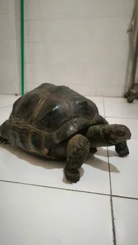 Taksidermi Aldraba Kura Darat Tortoise asli awetan pajangan