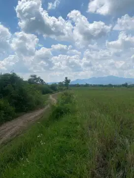 Sawah mudah diakses, dekat jln pantura