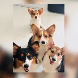 Lowongan kerja wanita untuk jaga toko pet hotel dan grooming