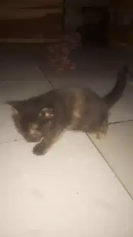 Di jual anakan kucing persia usia 3 minggu minat Wa