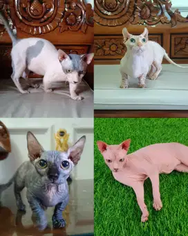 KUCING DWELF, BAMBINO DAN SPHYNX