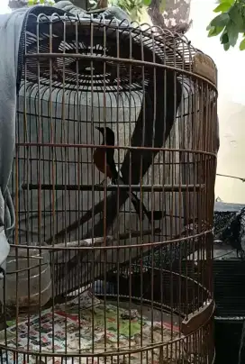 Murai batu bonus jodohan