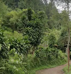 TANAH Di Ciumbuleuit Cocok untuk Villa / Rumah Strategis di Bandung