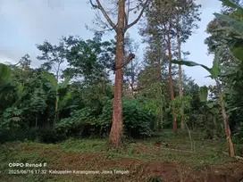 Dijual kebun durian dikomplek kebun durian jumantono
