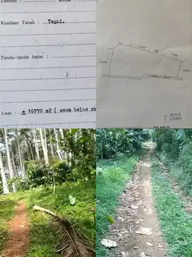 KEBUN KOPI 16.770M SIAP PANEN STRATEGIS DEKAT PASAR PINGIT TEMANGGUNG