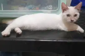 Kitten munchkin betina 4bln