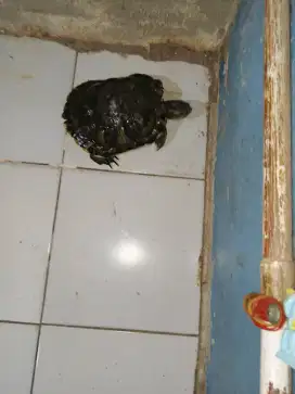 Kura Kura Brazil