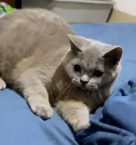 Kucing british short hair bsh british shorthair