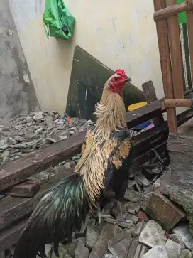 Ayam Jago Kampung