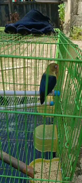 Lovebird PB vio jantan