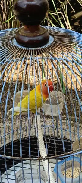Lovebird kuning anakan albino mm x lutino mh