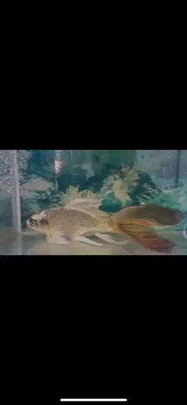ikan hias koi slayer