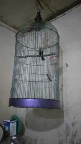 Bismillah jual berkah apa adanya burung  plus kandang LB
