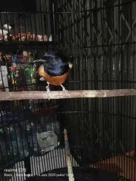 Murai medan full set sama kandang