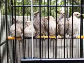 Anakan cucak rowo usia 2bln mandiri jantan/betina ready