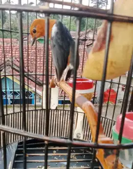 Anis merah gacor teler mulus