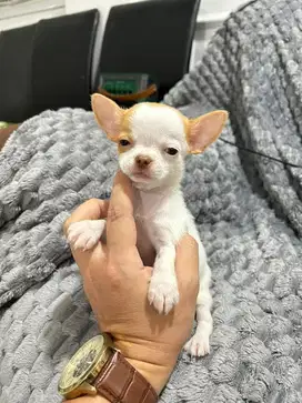 chihuahua teacup size betina