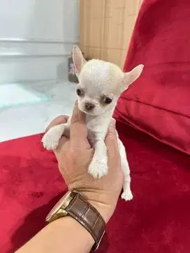 chihuahua teacup appel head betina