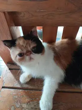 Kucing Betina Exotic Shorthair Peaknose