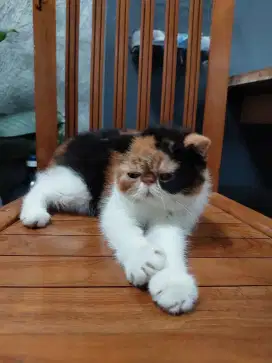Kucing Betina Exotic Shorthair Peaknose