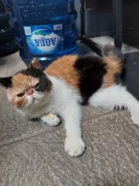 Kucing Betina Exotic Shorthair Peaknose