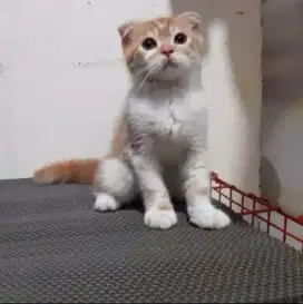 Kucing Scottish fold