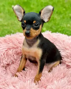 JUAL ANJING MINI PINCHER