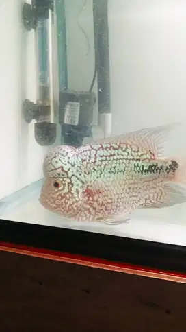 Louhan Kamfa F2