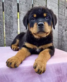 JUAL ANJING ROTTWEILER