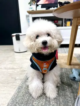 Toy poodle white