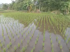 Jual sawah aktip