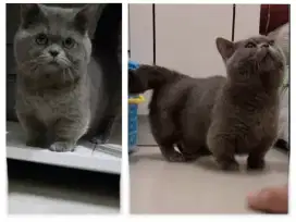 Pacak munchkin bsh