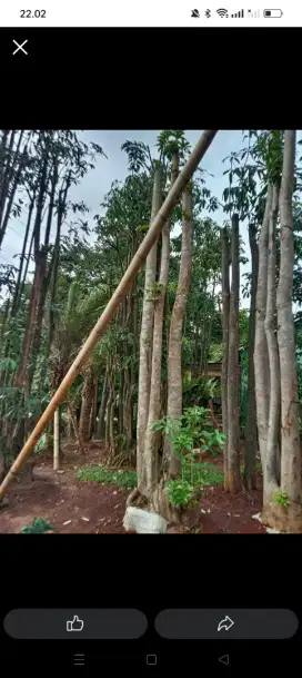Pule putih tungal dan gruping