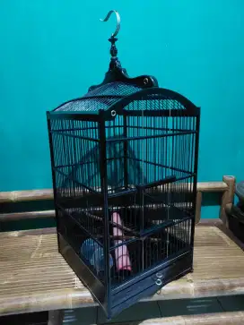 kandang burung nomer 2 cocok untuk burung jalak, kacer, cucak ijo, dll