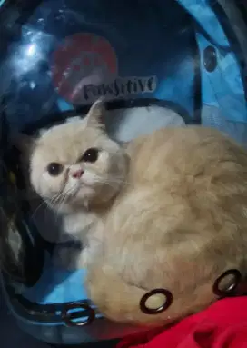 Kucing exo jantan bigbone
