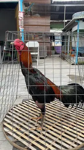 Ayam bangkok khoytrad