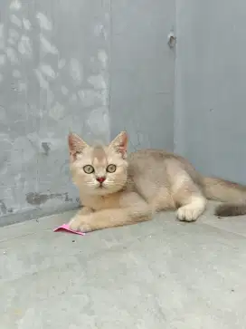 BSH Betina Golden Blue Nonped