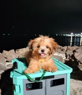 Anakan Shihtzu Poodle