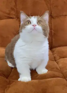for sale munchkin bsh