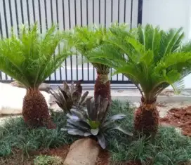 Tukang taman || jasa pembuatan dan perawatan taman