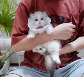 for sale ragdoll