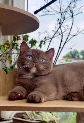 for sale munchkin bsh