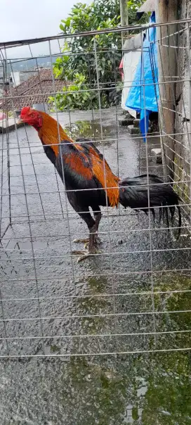 Ayam Bangkok istimewa