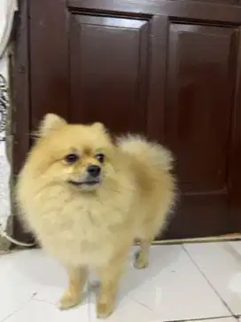 Minipom Jantan 10 bln