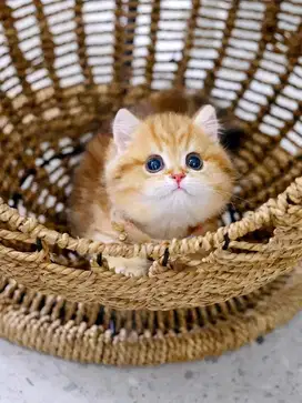 munchkin golden black tabby