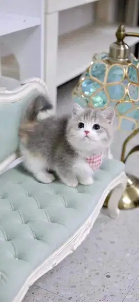 for sale munchkin
